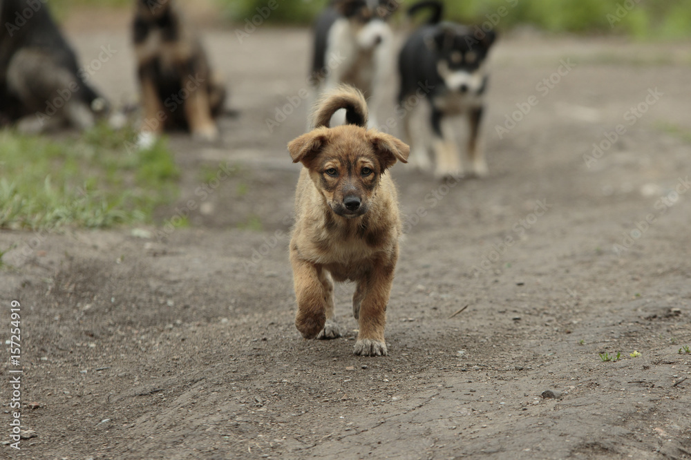 Little puppy walks on a ground with his brothers at background Little puppy walks on a ground with his brothers at background