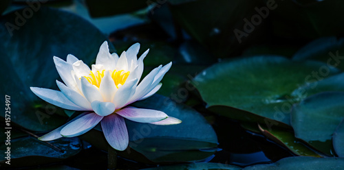 Ninfea - (Nymphaea) 