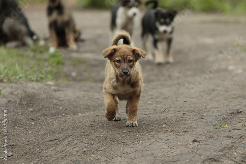 Little puppy walks on a ground with his brothers at background