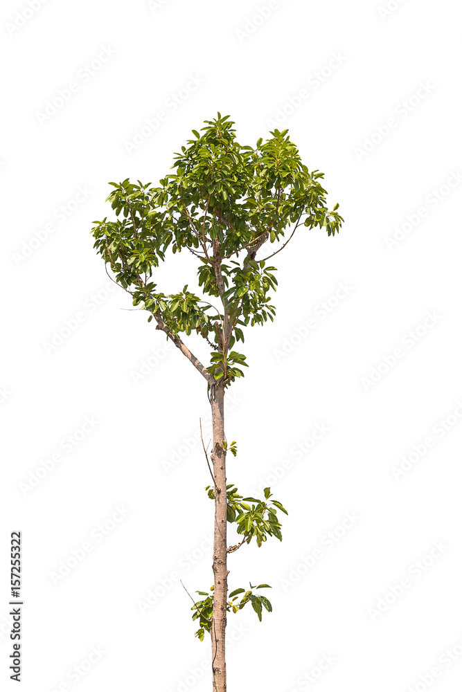 green tree on white background green tree on white background