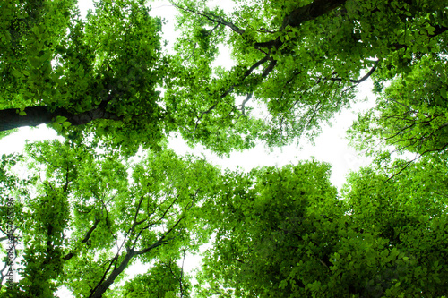  Green forest with sunlight