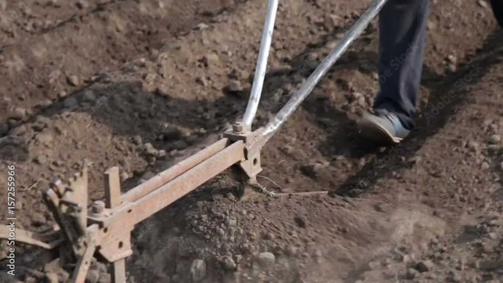 Planting potatoes using a horse Planting potatoes using a horse