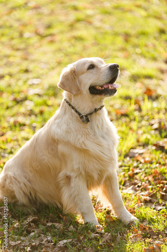 Photo of retriever in collar