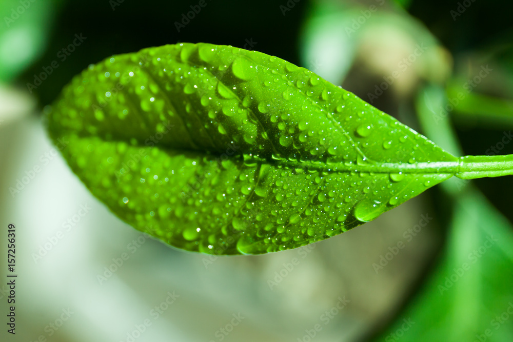 Mandarin leaf with dew drops Mandarin leaf with dew drops