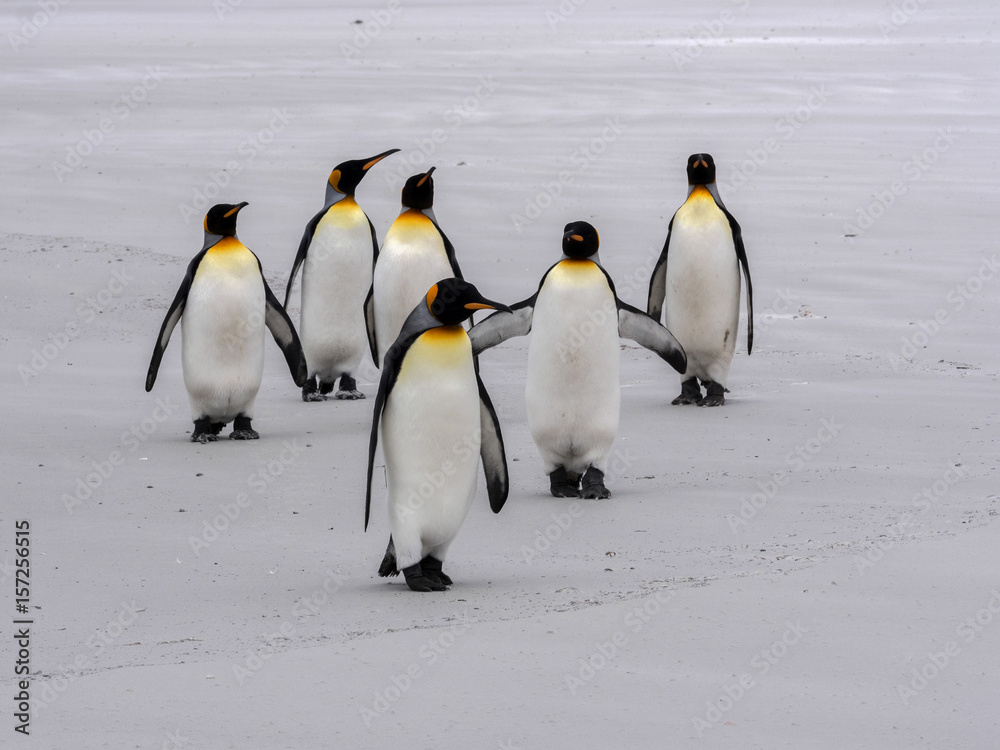 Obraz premium King Penguin Group, Aptenodytes patagonica, on the white sandy beach of Volunteer Point, Falklands / Malvinas
