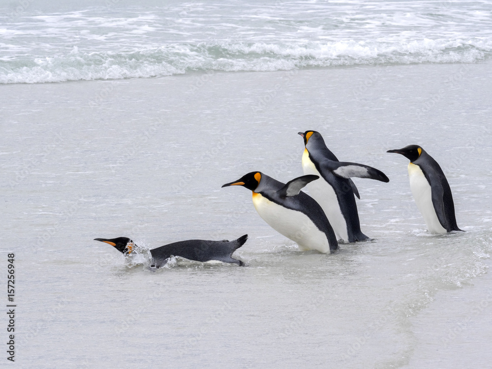 Obraz premium King Penguin Group, Aptenodytes patagonica, jumps into the seaVolunteer Point Volunteer Point, Falklands / Malvinas