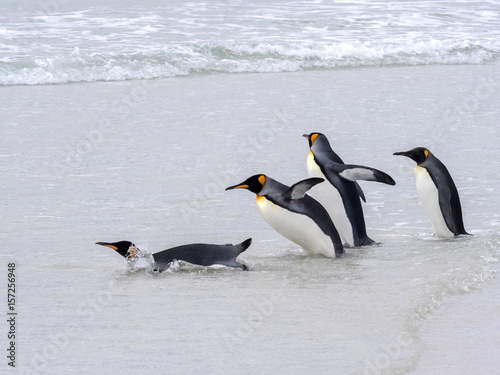 King Penguin Group  Aptenodytes patagonica  jumps into the seaVolunteer Point Volunteer Point  Falklands   Malvinas