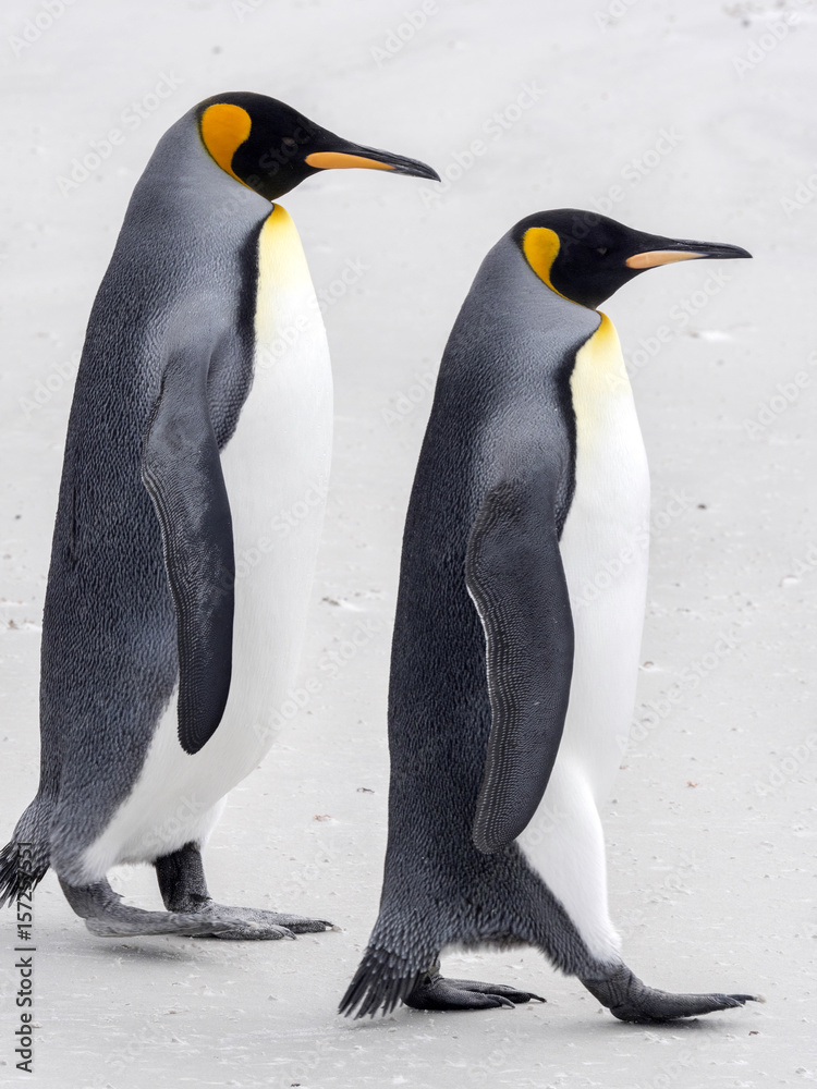 Fototapeta premium King penguin, Aptenodytes patagonica, Volunteer Point, Falklands / Malvinas