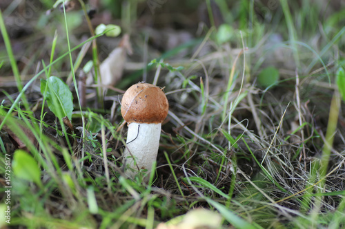 mushroom edible red hat