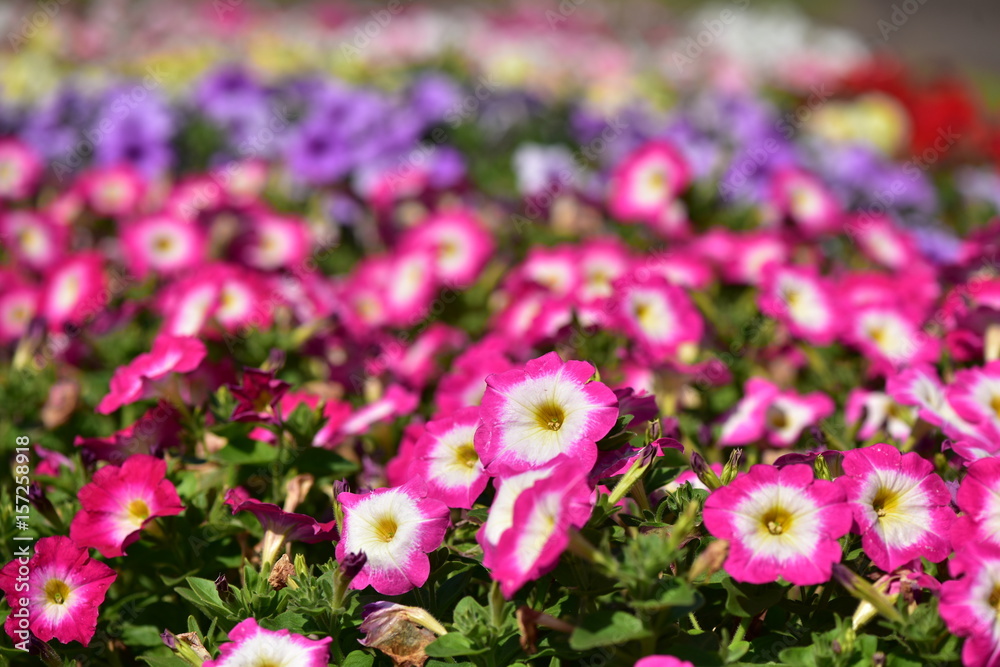 Obraz premium カラフルなペチュニア