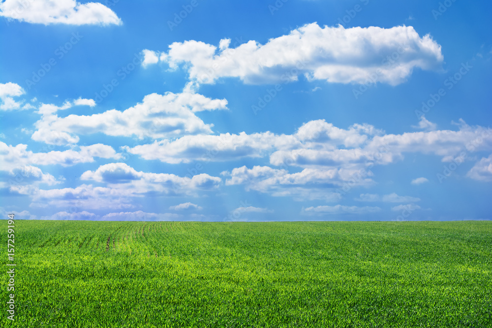 green field on a background of the blue cloudy sky green field on a background of the blue cloudy sky
