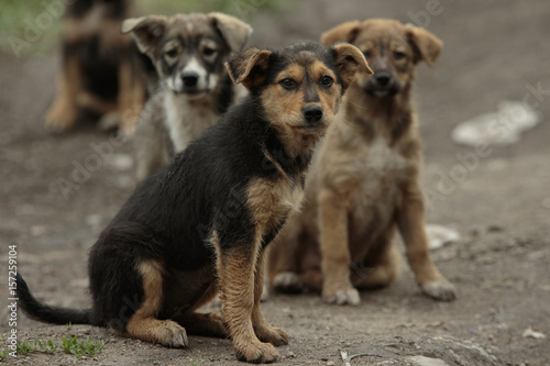 Several pooch street puppies with sad muzzles sits together on the ground