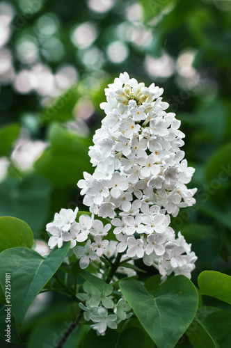 Flowering branch of a white lilac