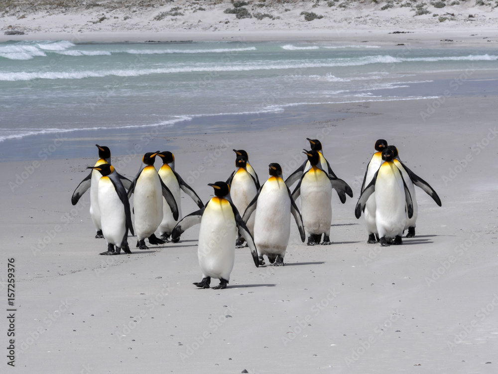 Obraz premium King Penguin Group, Aptenodytes patagonica, on the white sandy beach of Volunteer Point, Falklands / Malvinas