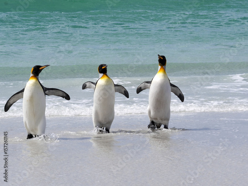 King Penguin Group  Aptenodytes patagonica  comes from the sea on the beach of Volunteer Point  Falklands   Malvinas