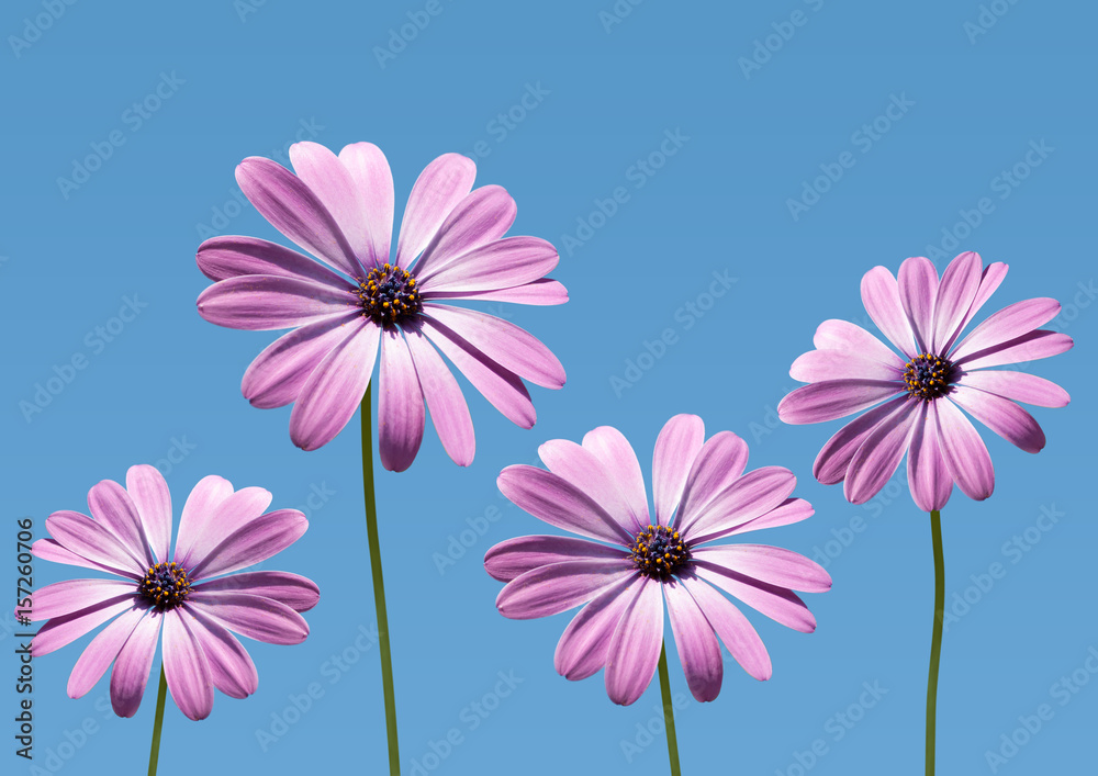 closeup of pink daisybushes, Osteospermum, with blue sky background closeup of pink daisybushes, Osteospermum, with blue sky background