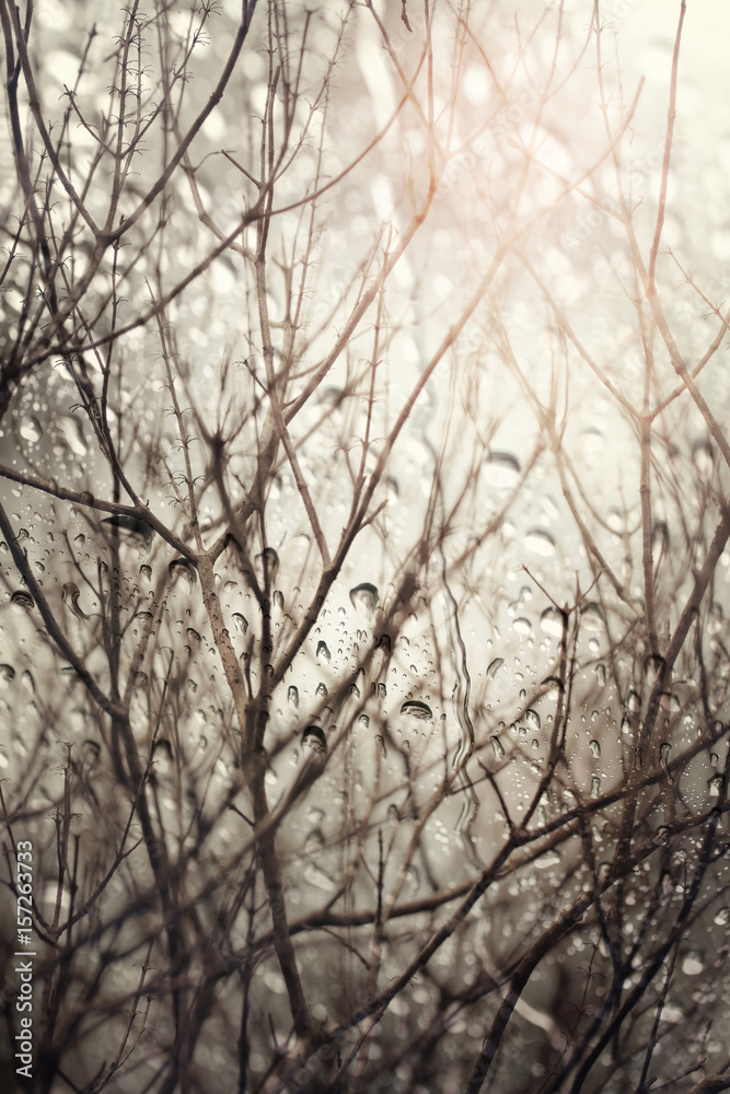 Abstract of bare branches,view through the window on rainy day.Selective focus. Abstract of bare branches,view through the window on rainy day.Selective focus.