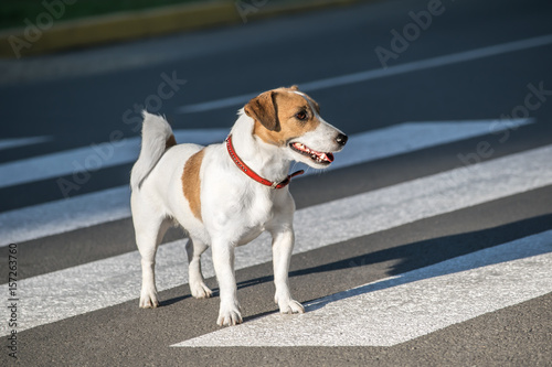 Jack Russell Terrier dog Crossing crosswalk on the road