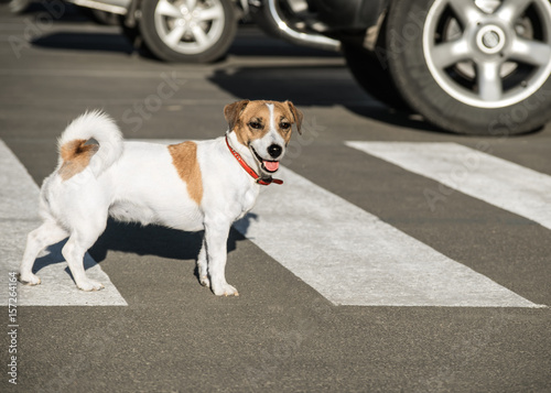 Jack Russell Terrier dog Crossing crosswalk on the road
