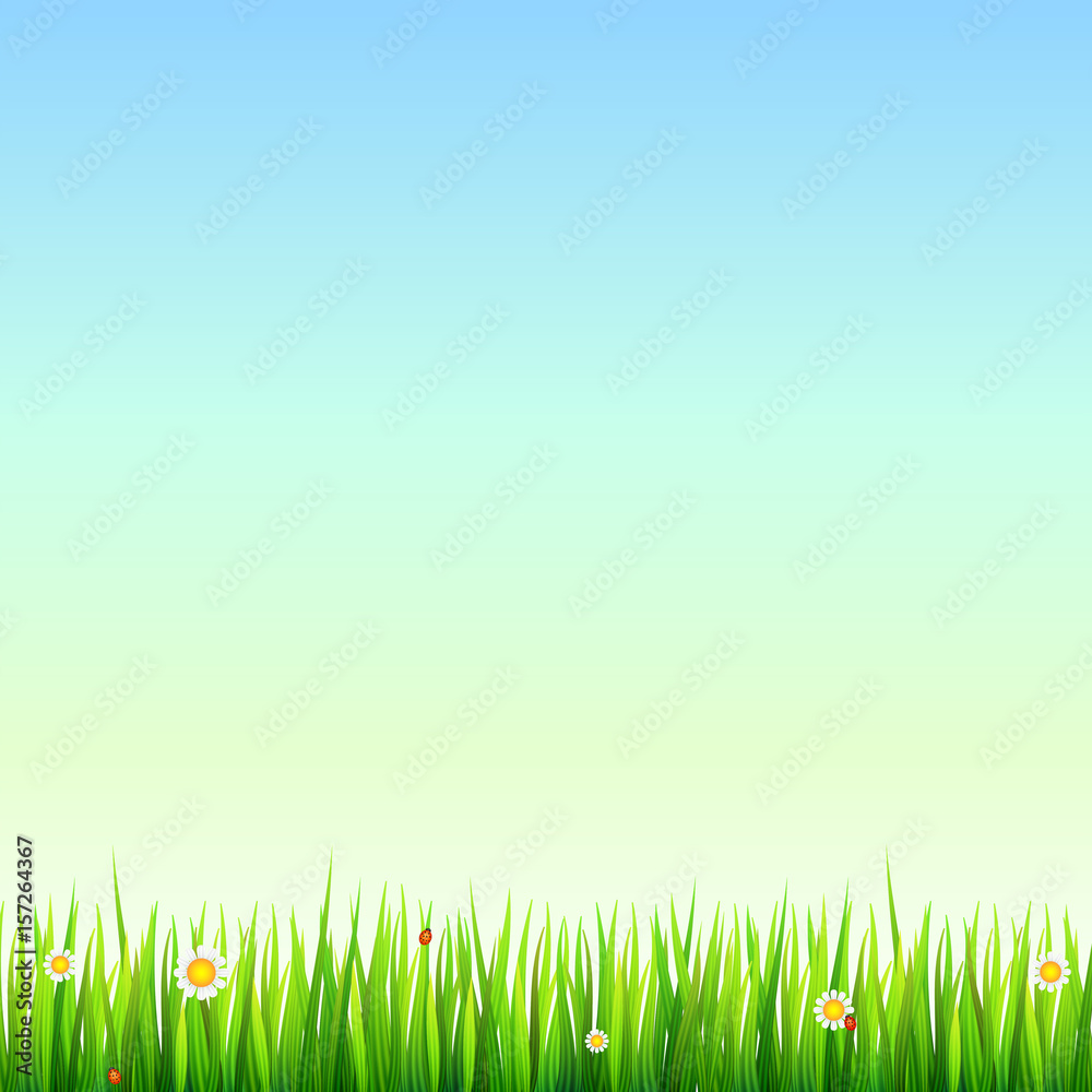 Green, natural grass border with white daisies, camomile flower and small red ladybug. Template for your design or creativity.