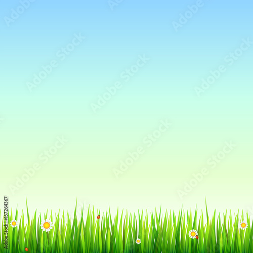 Green, natural grass border with white daisies, camomile flower and small red ladybug. Template for your design or creativity.