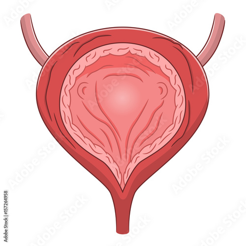 Bladder