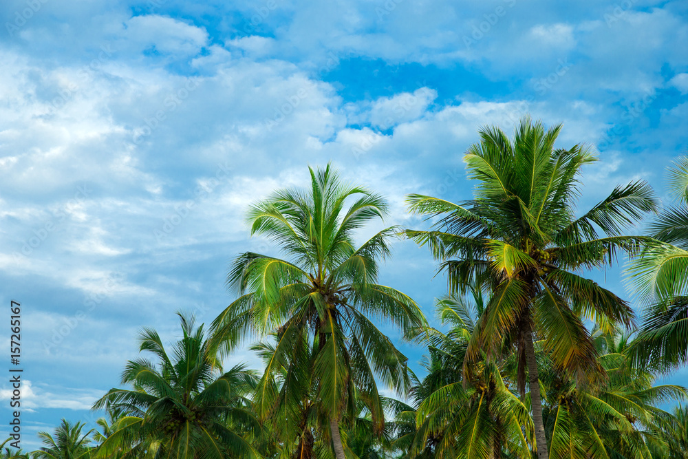 Coconut palm trees, beautiful tropical background