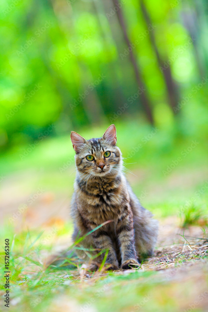 Cat relaxing in the forest in summer Cat relaxing in the forest in summer