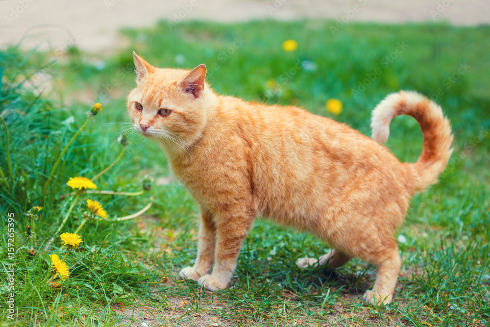 Cat walking outdoor on a grass