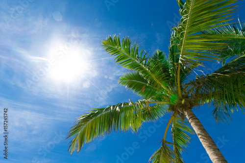 Coconut palm trees  beautiful tropical background