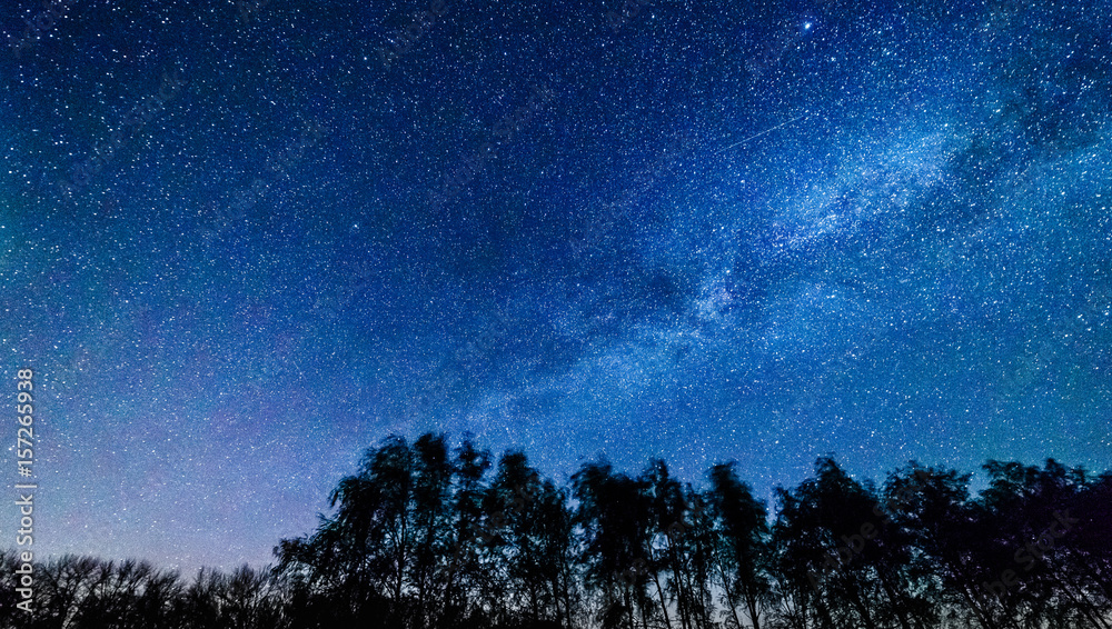 Fototapeta premium Starry sky and milky way above the trees.