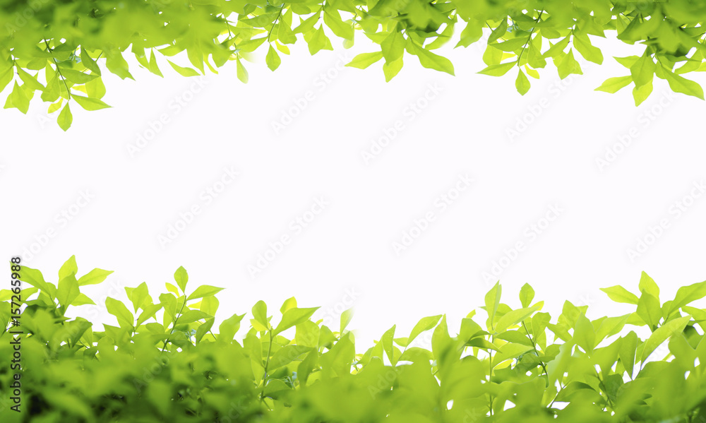 Obraz premium green leaves frame isolated on white background