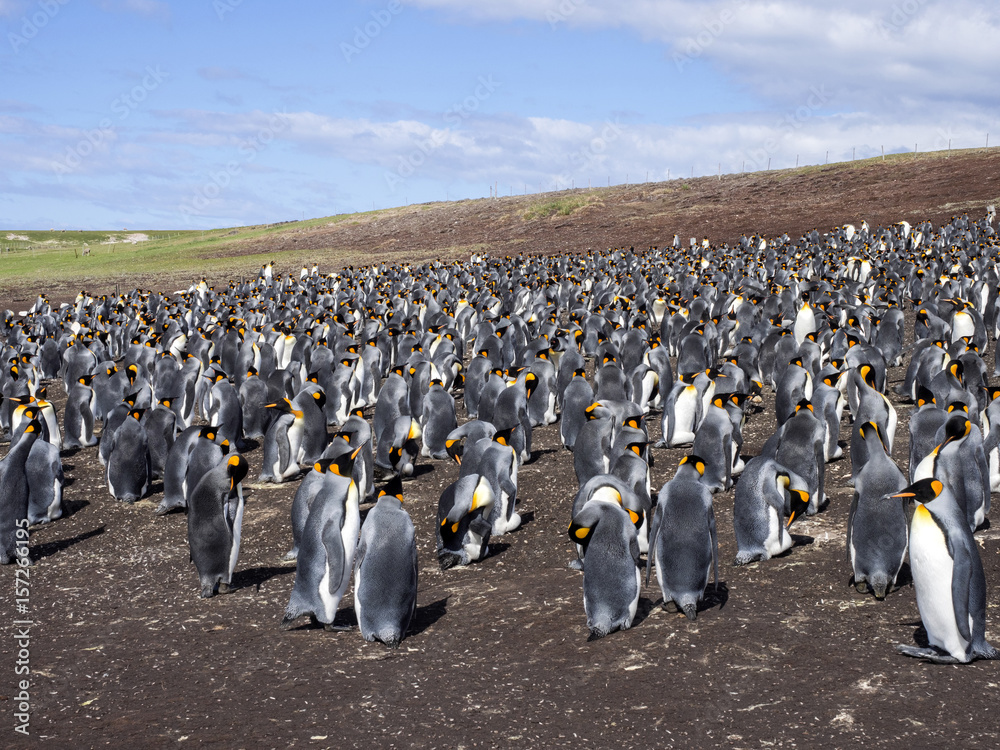 Obraz premium Big nesting colony King penguin, Aptenodytes patagonicus, Volunteer point, Falkland Islands - Malvinas