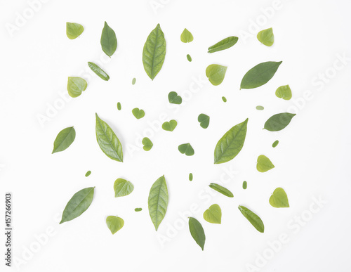 Wallpaper Mural different leaves frame on white background. above flat lay. Torontodigital.ca