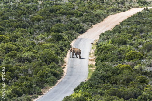 Savanna of Addo Elephant Park, South Africa