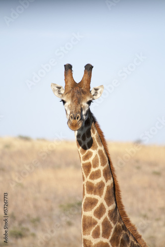 African Giraffe