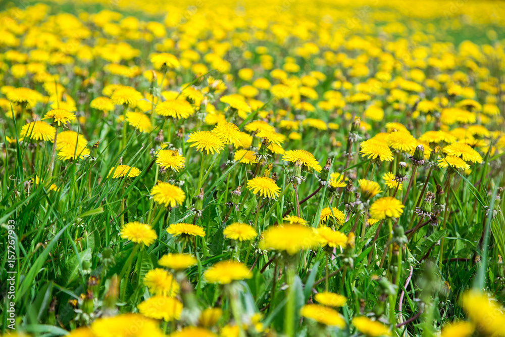 Fototapeta premium A field of dandelions under a blue sky. Yellow flowers field