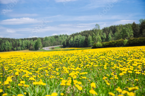 A field of dandelions under a blue sky. Yellow flowers field under blue sky.