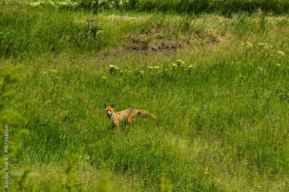 Red fox (Vulpes Vulpes) on green meadow. Fox in the wild Red fox (Vulpes Vulpes) on green meadow. Fox in the wild