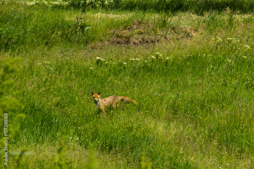 Fototapeta Naklejka Na Ścianę i Meble -  Red fox (Vulpes Vulpes) on green meadow. Fox in the wild