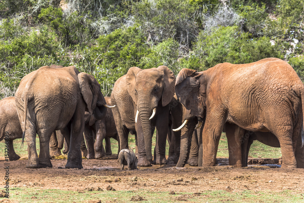 Elephants having a bath on water hole, South Africa