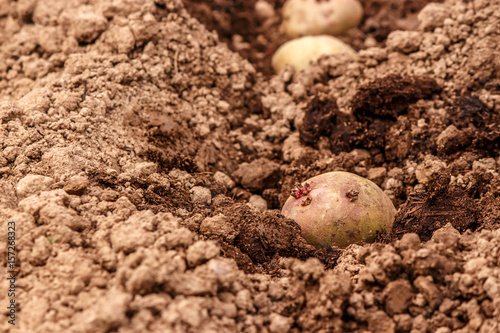 the tuber sprouted potatoes in the ground