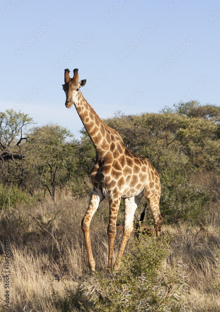 Obraz premium Giraffe in Grassland