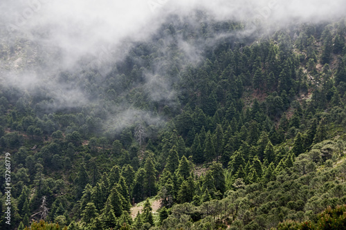 parque natural de pinsapos en sierra Bermeja, Málaga photo