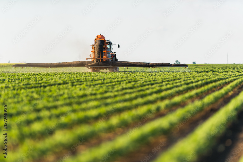 Fototapeta premium Tractor spraying soybean field at spring