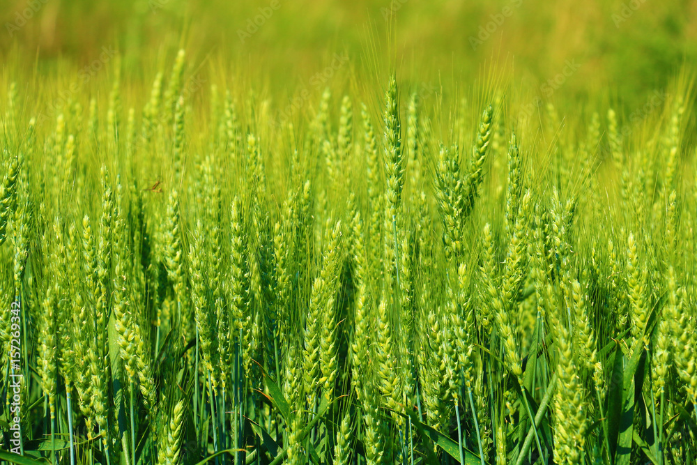 green wheat closeup green wheat closeup