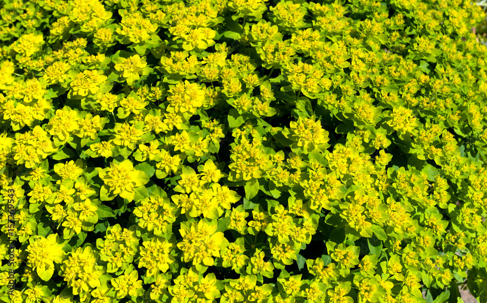 Lacy flower Lacy flower