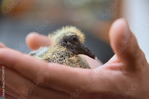 baby pigeon 