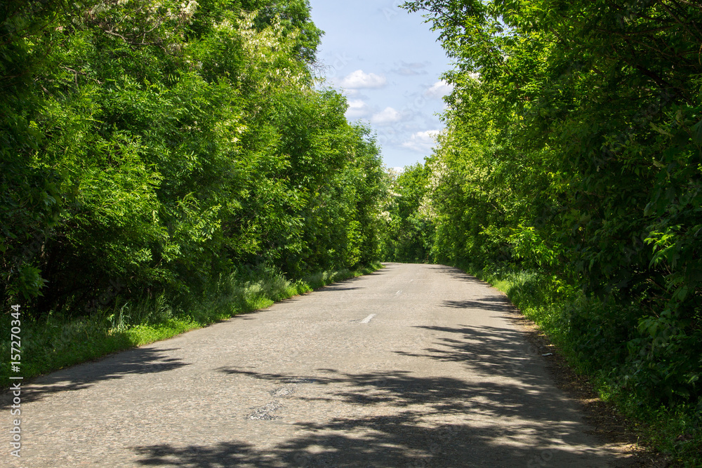 Empty asphalt road through a trees Empty asphalt road through a trees