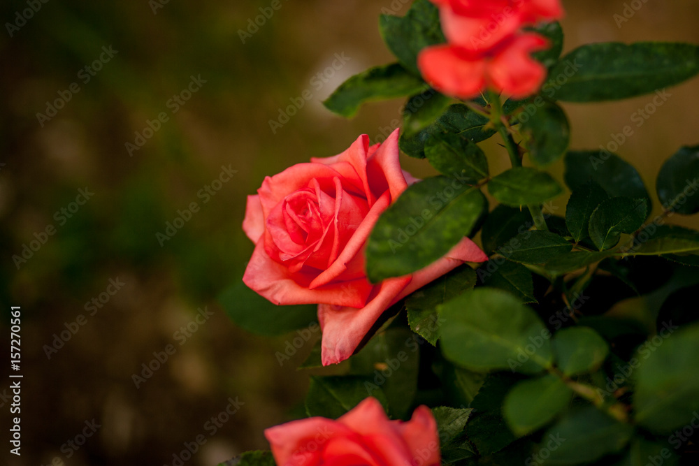 Pretty rose growing in the park Pretty rose growing in the park